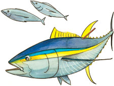 Tuna graphic by Nancy Hulbirt, SOEST Illustration.